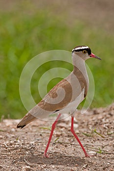 Crowned Plover