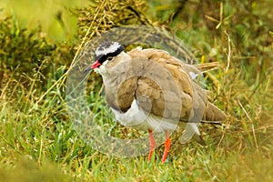 Crowned Plover