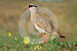 Crowned plover