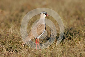 Crowned plover