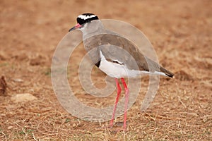Crowned Plover Bird