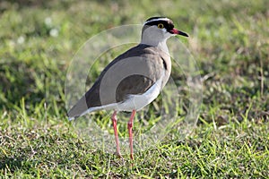 Crowned Plover Bird