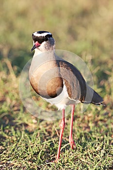 Crowned Plover Bird