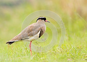 Crowned plover (crowned lapwing)