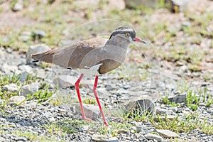 Crowned plover or crowned lapwing