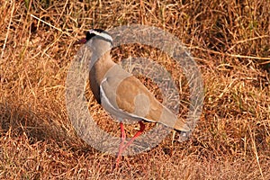 CROWNED PLOVER IN DRY GRASS