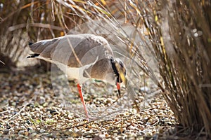 Crowned plover feeding