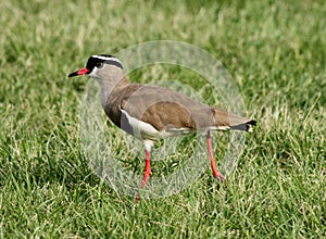 Crowned Plover Lapwing Bird with Extended Leg