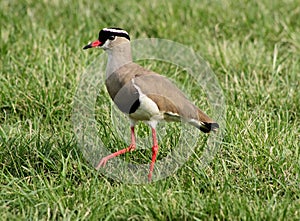 Crowned Plover Lapwing Bird Leg Forward