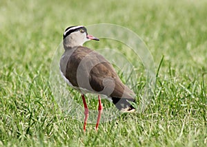 Crowned Plover Lapwing Bird Looking Back