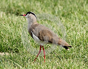 Crowned Plover Lapwing Bird Wary