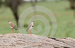 Crowned Plover