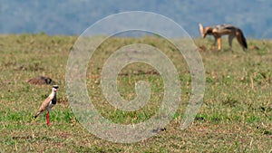 crowned plover protect her chick from a Jackal