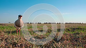 crowned plover standing on grassland