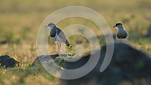 crowned plover standing on grassland