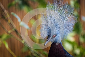 Crowned Sclater bird