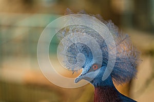 Crowned Sclater bird