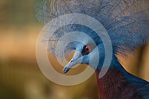 Crowned Sclater bird