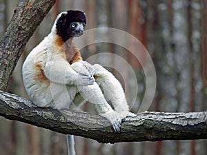 Crowned Sifaka