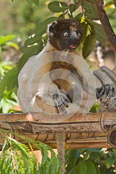 Crowned Sifaka