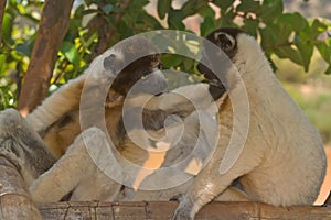 Crowned Sifaka photo