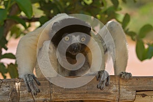 Crowned Sifaka