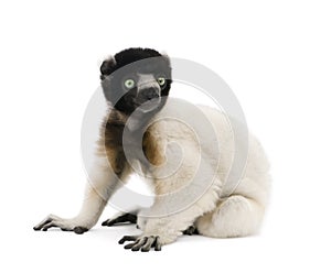 Crowned Sifaka against white background