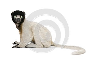 Crowned Sifaka against white background