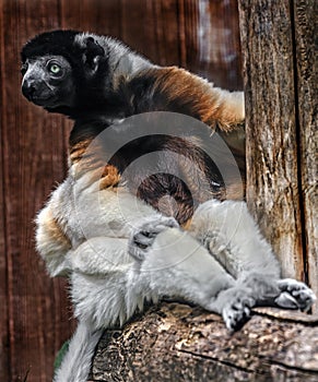 Crowned sifaka on the beam 4
