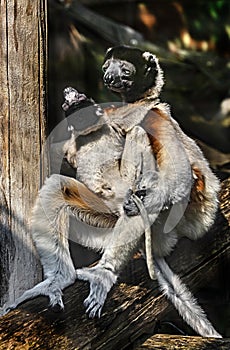 Crowned sifaka female and her kid 5