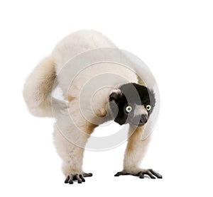 Crowned Sifaka in front of a white background