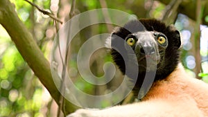 Crowned sifaka lemur, forest jungle area of Madagascar.
