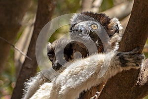 Crowned sifaka lemur  Propithecus coronatus .With baby. Wild nature.Close up.