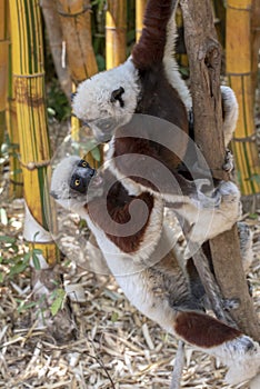 Crowned sifaka lemur  Propithecus coronatus .With baby. Wild nature.Close up.