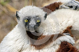 Crowned sifaka lemur  Propithecus coronatus .With baby. Wild nature.Close up.