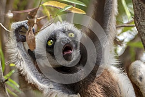 Crowned sifaka lemur  Propithecus coronatus .With baby. Wild nature.Close up.