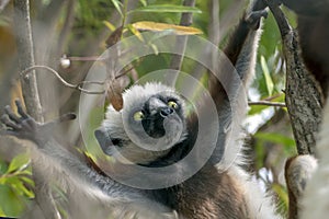 Crowned sifaka lemur  Propithecus coronatus .With baby. Wild nature.Close up.