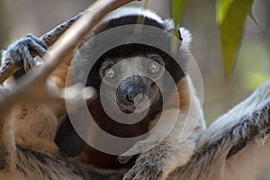 Crowned sifaka lemur  Propithecus coronatus . Wild nature.Close up.