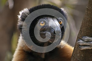 Crowned sifaka lemur  Propithecus coronatus . Wild nature.Close up.