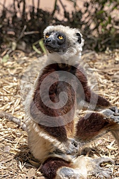 Crowned sifaka lemur  Propithecus coronatus . Wild nature.Close up.