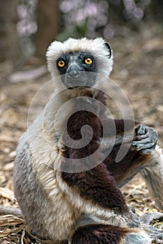 Crowned sifaka lemur  Propithecus coronatus . Wild nature.Close up.
