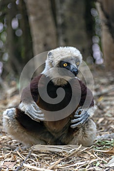 Crowned sifaka lemur  Propithecus coronatus . Wild nature.Close up.