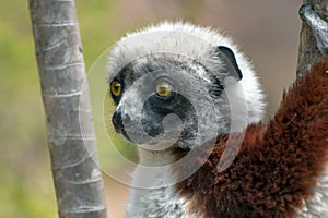 Crowned sifaka lemur  Propithecus coronatus . Wild nature.Close up.