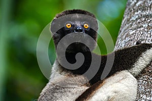 Crowned sifaka lemur Propithecus coronatus â€“ portrait, , Madagascar nature