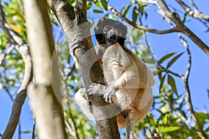 Crowned sifaka lemur Propithecus coronatus â€“ portrait, , Madagascar nature