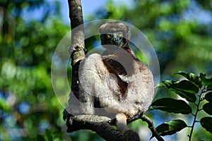 Crowned sifaka lemur Propithecus coronatus â€“ portrait, , Madagascar nature