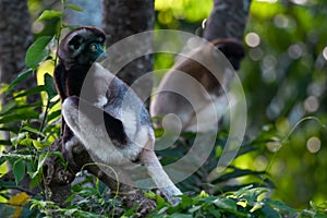 Crowned sifaka lemur Propithecus coronatus â€“ portrait, , Madagascar nature