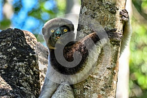 Crowned sifaka lemur Propithecus coronatus â€“ portrait, , Madagascar nature