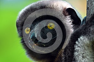 Crowned sifaka lemur Propithecus coronatus â€“ portrait, , Madagascar nature