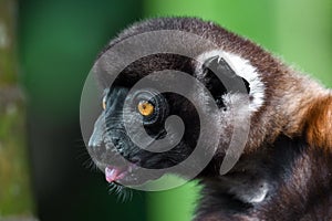 Crowned sifaka lemur Propithecus coronatus â€“ portrait, , Madagascar nature